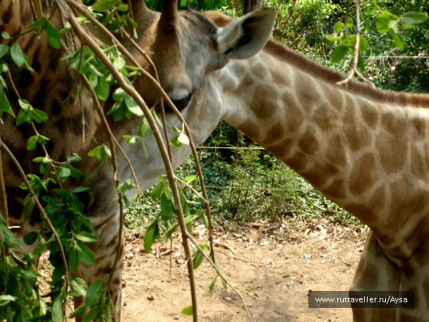 photo 210876