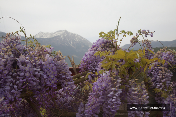 photo 1474794