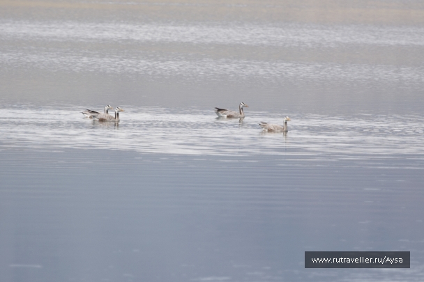 photo 1777436