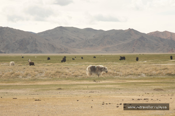 photo 1777442