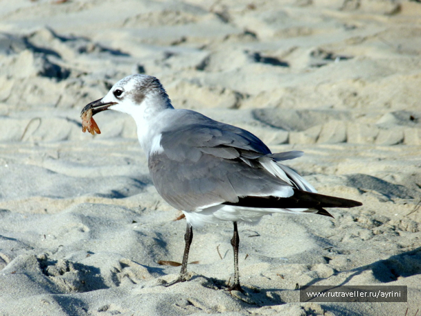 photo 687199