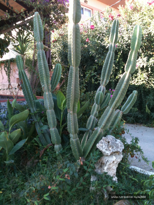 photo 487431