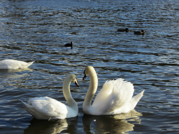photo 234911
