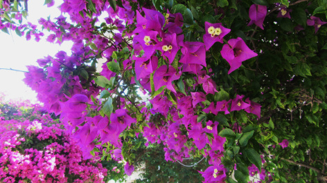 photo 425472