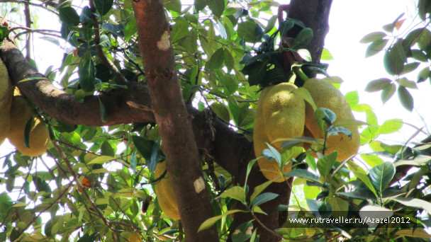 photo 723851