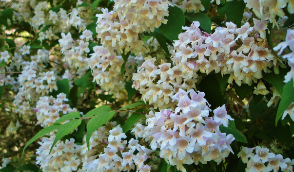 DSC06379