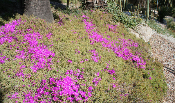 DSC00594