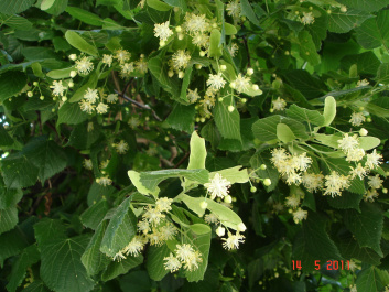 photo 279682