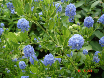 photo 279683