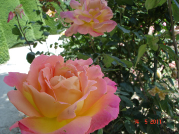 photo 279686