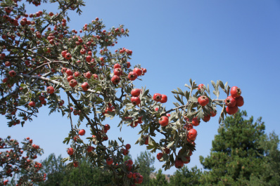 photo 286885