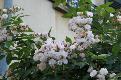 photo 291822
