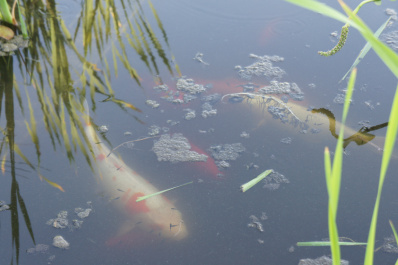 photo 310986