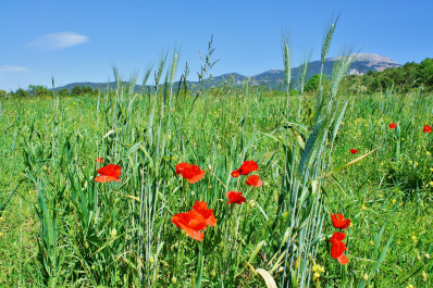 photo 426968