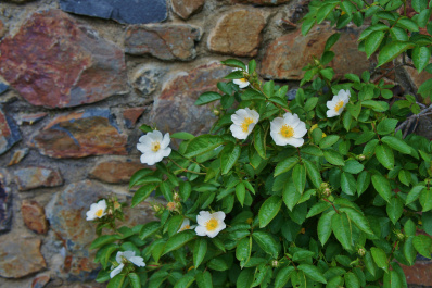 photo 477695