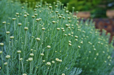 photo 477697