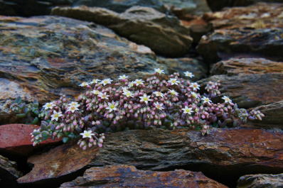 photo 477698