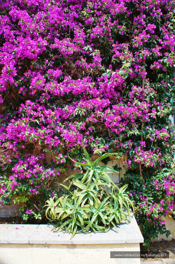 photo 433761