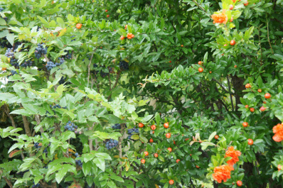 photo 482247