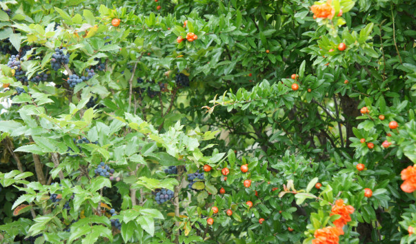 DSC09411