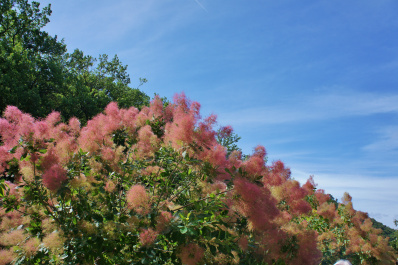 photo 477312