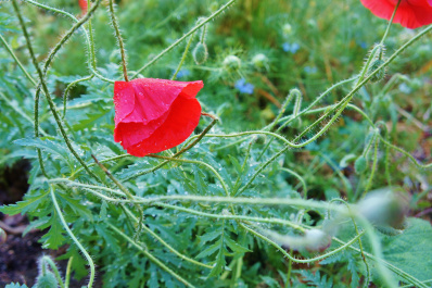 photo 477532