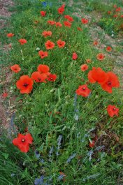 photo 477725
