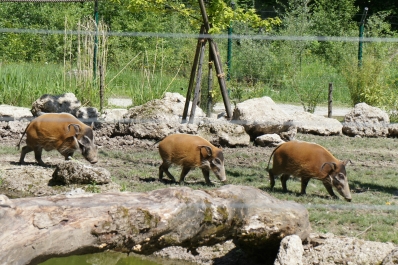 photo 874063