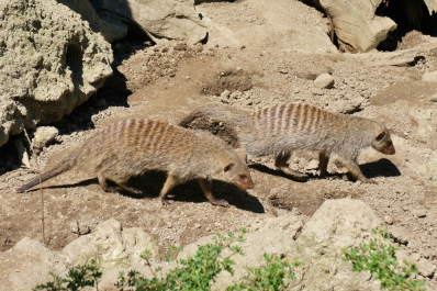 photo 874068