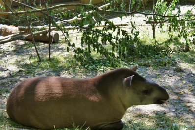 photo 874070