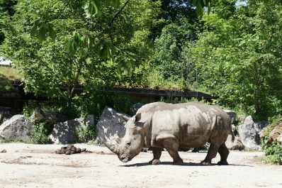 photo 874099
