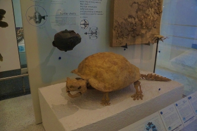 photo 945348