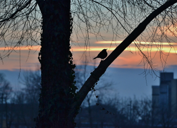 photo 981988