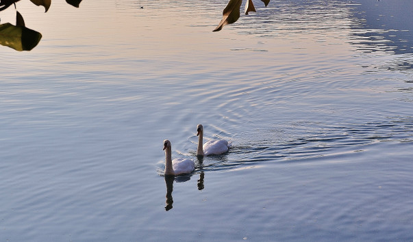 DSC_0925 (2)