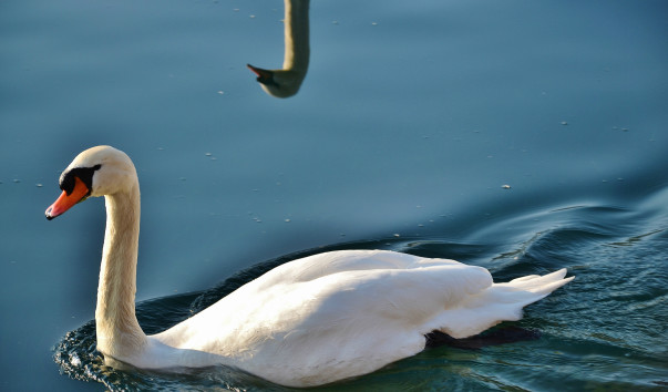 DSC_0917 (2)