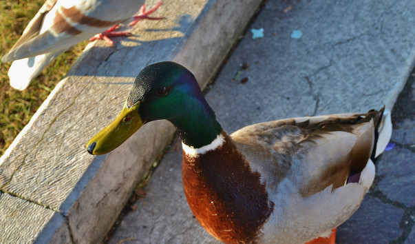 DSC_0903 (2)