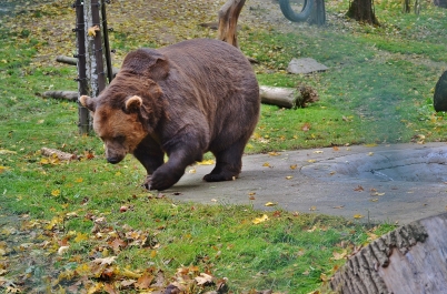 photo 1155184