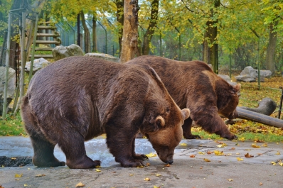 photo 1155186
