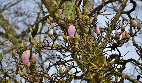 DSC_0775 (2)