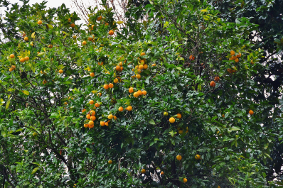 photo 1455628