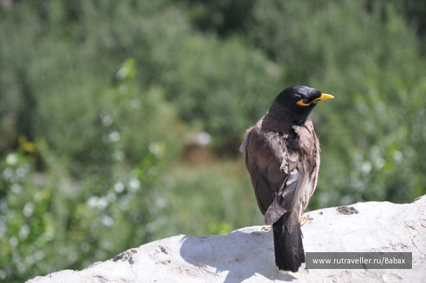 photo 27323