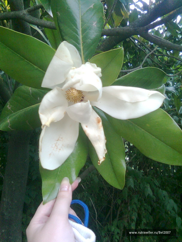 photo 429727