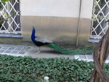photo 362545