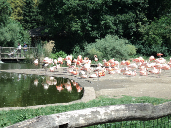 photo 374849
