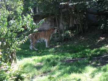 photo 375543