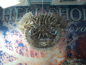 photo 516814