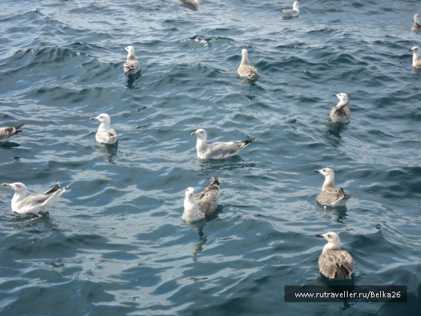 photo 518124