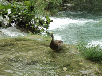photo 520487