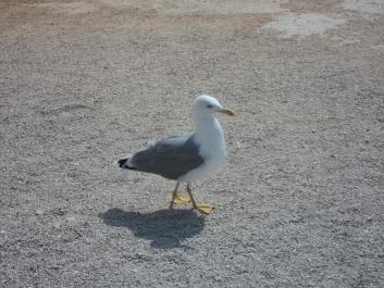photo 678373
