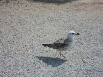 photo 678374